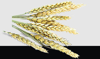 赏金船主·PG(中国游)官方网站