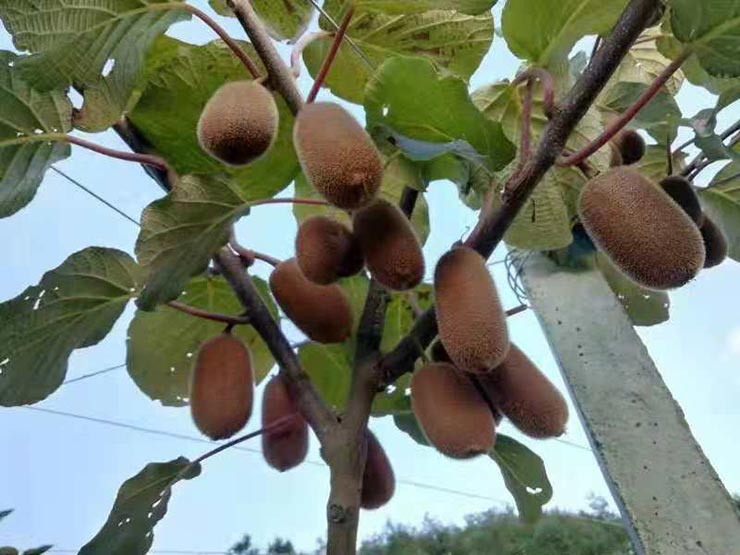 赏金船主·PG(中国游)官方网站