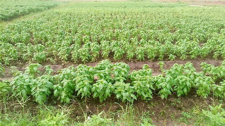 赏金船主·PG(中国游)官方网站