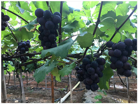 赏金船主·PG(中国游)官方网站